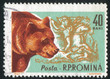 Brown bear