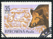 Boar