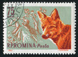 Red fox