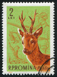 Roebuck
