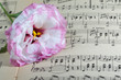 notes and light pink flower