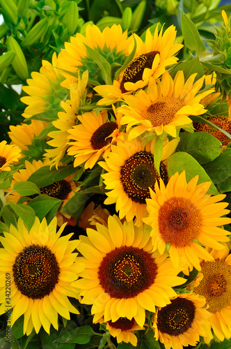 Photo: Sunflowers Sunflowers