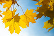 Herbstblätter