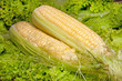 Corncobs