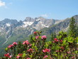 Alpenrosen und Fichte