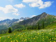 Blumenwiese im Hochgebirge