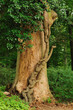 Baum mit interessanter Wurzel