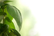 Photo: Basilico Basilico