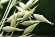 Oat