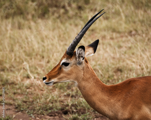 Photo: Young Impala in the Serengeti Young Impala in the Serengeti