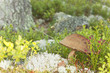 Mushroom growing in pine forest Mushroom growing in pine forest