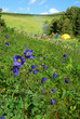 Summer landscape Summer landscape