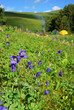Summer landscape Summer landscape