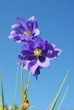 Aquilegia Aquilegia