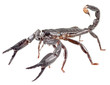 Photo: An Asian Forest Scopian - Heterometrus longimanus An Asian Forest Scopian - Heterometrus longimanus