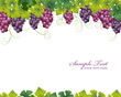 grape background
