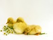 frisch geborene entenkinder