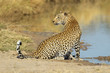 Male leopard at a waterhole, South Africa