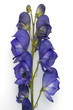Blauer Eisenhut; Aconitium Napellus