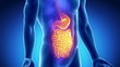 ANatomy of human digestive system gust and stomach
