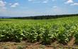piantagione di tabacco (tobacco plantation)