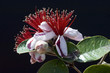 Feijoa sellowiana Feijoa sellowiana
