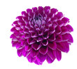 Dahlia