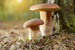 Photo: boletus mushroom in the moss boletus mushroom in the moss