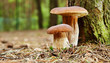 Photo: boletus mushroom in the moss boletus mushroom in the moss