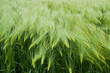 Barley field in summer day