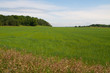 Barley field in summer day