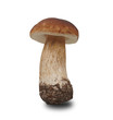 steinpilz