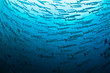 Barracuda