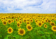 field of blooming sunflowers