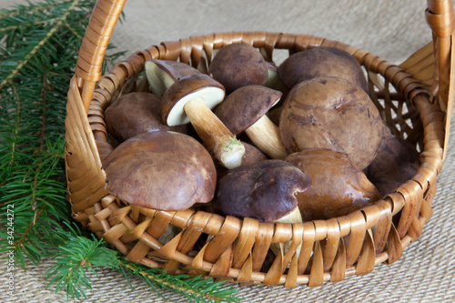 Photo: Frische Maronen vom Wald Frische Maronen vom Wald