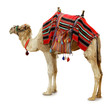 camel