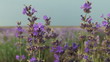 Around Lavender Flowers