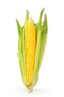 Corn Corn