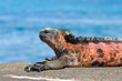 Marine iguana