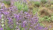 Around Lavender