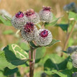 Klette - Arctium