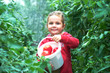 Junges Mädchen erntet reife Tomaten Junges Mädchen erntet reife Tomaten