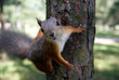 Squirrel