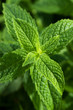 Mint leaves