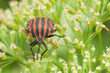 Species of testaceous beetle sitting on his own plant.