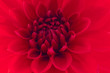 Dahlia