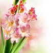 Gladiolus Autumn Flower Border Design