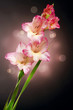 Gladiolus Autumn Flower Design Gladiolus Autumn Flower Design