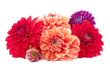 Dahlia