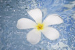 welness, flower in spa bath